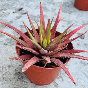 May include: A succulent plant with pointed, reddish-brown leaves featuring small white serrated edges, arranged in a star-like rosette pattern. The plant is potted in a simple, round, terracotta-colored plastic container filled with dark soil.