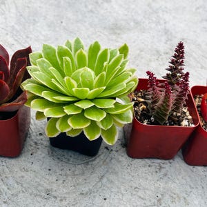 Mystery box- Assorted Succulents (4 pack)