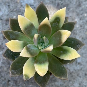 Graptopetalum Paraguayense