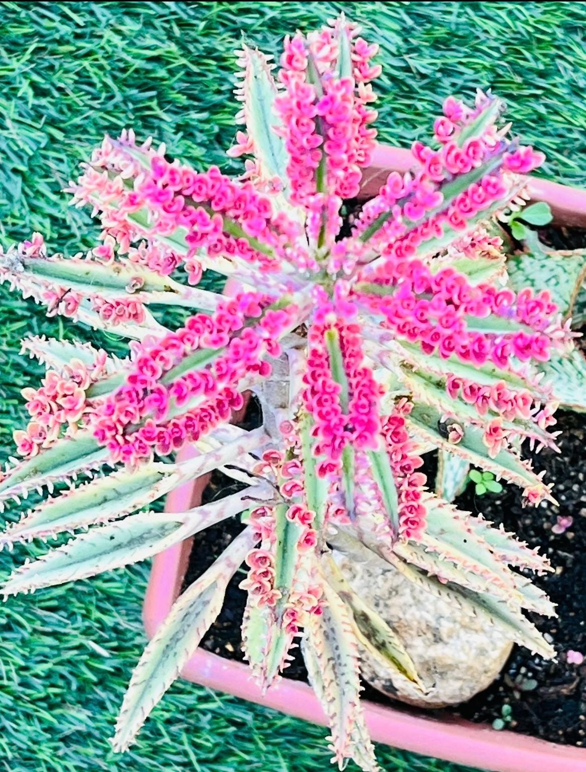 Kalanchoe Pink Butterfly's Rare - Etsy