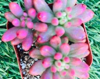 Sedum Rubrotinctum jelly Bean