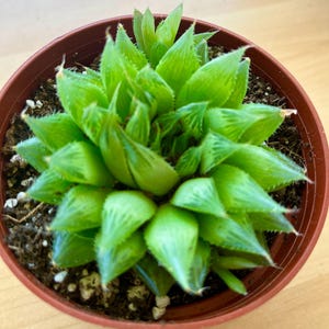 Haworthia cymbiformis &#39;Cathedral Window Haworthia&#39;