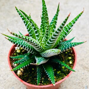 May include: A small potted succulent plant with vibrant green leaves marked with white stripes and spots. The tips of the leaves have a reddish hue. The plant is in a small, round, terracotta-colored pot, sitting on a light gray surface.