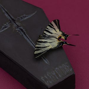May include: A black coffin-shaped box with a decorative design and the word "CLARIDORE" is displayed. A butterfly with black and white striped wings rests on the box against a burgundy background.