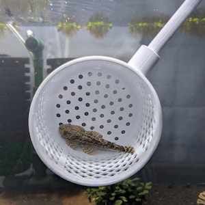 May include: A white fish net with a long handle holds a brown and tan fish inside an aquarium. The fish has a patterned body and is positioned in the center of the net. The aquarium has plants and other aquatic life.
