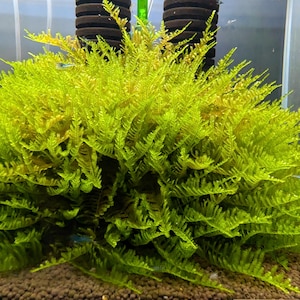 May include: A vibrant, bright green aquatic plant, likely moss, with a dense, textured appearance. The plant has a layered structure with fine, feathery leaves. The plant is in an aquarium setting, with a dark brown substrate.