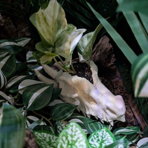 May include: A white dragon skull planter with a plant growing inside, surrounded by green and white foliage. The skull has detailed features and is set against a dark background, creating a fantasy-themed display.