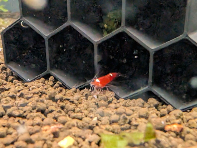 Hexagonal tube shrimp hide designed as an aquarium shelter for Neocaridina and Caridina shrimp
