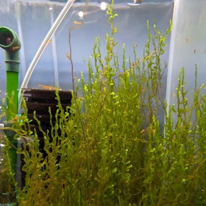 May include: A close-up of an aquarium with vibrant green aquatic plants. The plants have a delicate, moss-like appearance, filling a large portion of the frame. A green tube and filter are visible, along with bubbles rising in the water.
