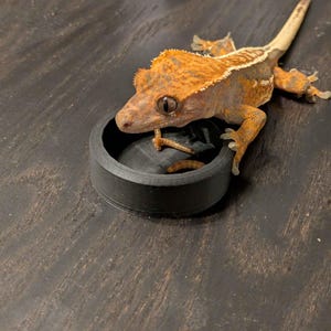 Reptile Worm Feeder Bowl