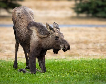 May include: A brown moose in a natural setting, standing on green grass. The moose is in a crouched position, with its head turned to the side. The background features a blurred field and trees.