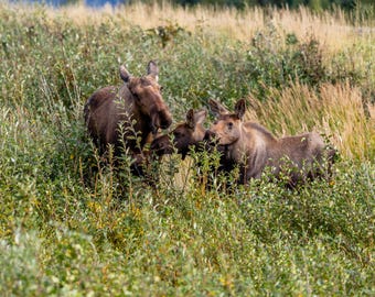 May include: A family of moose stands in a field of tall grass and green foliage. The adult moose are brown, and the calves are a lighter shade of brown. The scene is set in a natural environment.