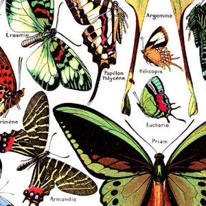 Könnte beinhalten: Eine Vintage-Illustration verschiedener Schmetterlingsarten mit ihren wissenschaftlichen Namen. Die Schmetterlinge sind in leuchtenden Farben dargestellt, darunter Grün, Blau, Rot, Schwarz und Weiß. Die Illustration ist vor einem weißen Hintergrund angeordnet.