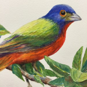Painted Bunting