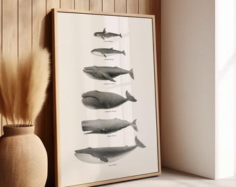 Vintage Whale Species Art Print: Nautical Ocean Poster (Digital Download)