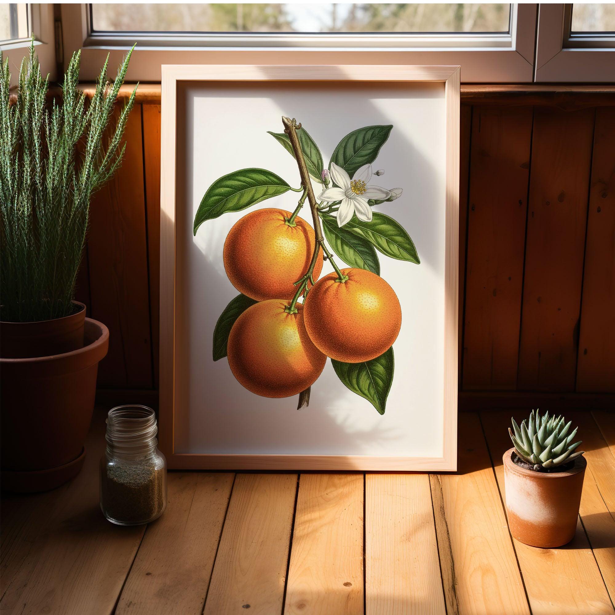 みかん みかんの大トロ/糖度12.0以上酸1.4以下 糖酸選別品 訳あり 愛媛