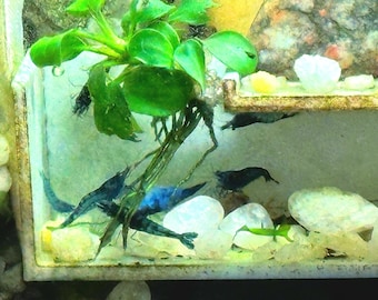 Ultra Rare - Bucephalandra King Devil - Etsy