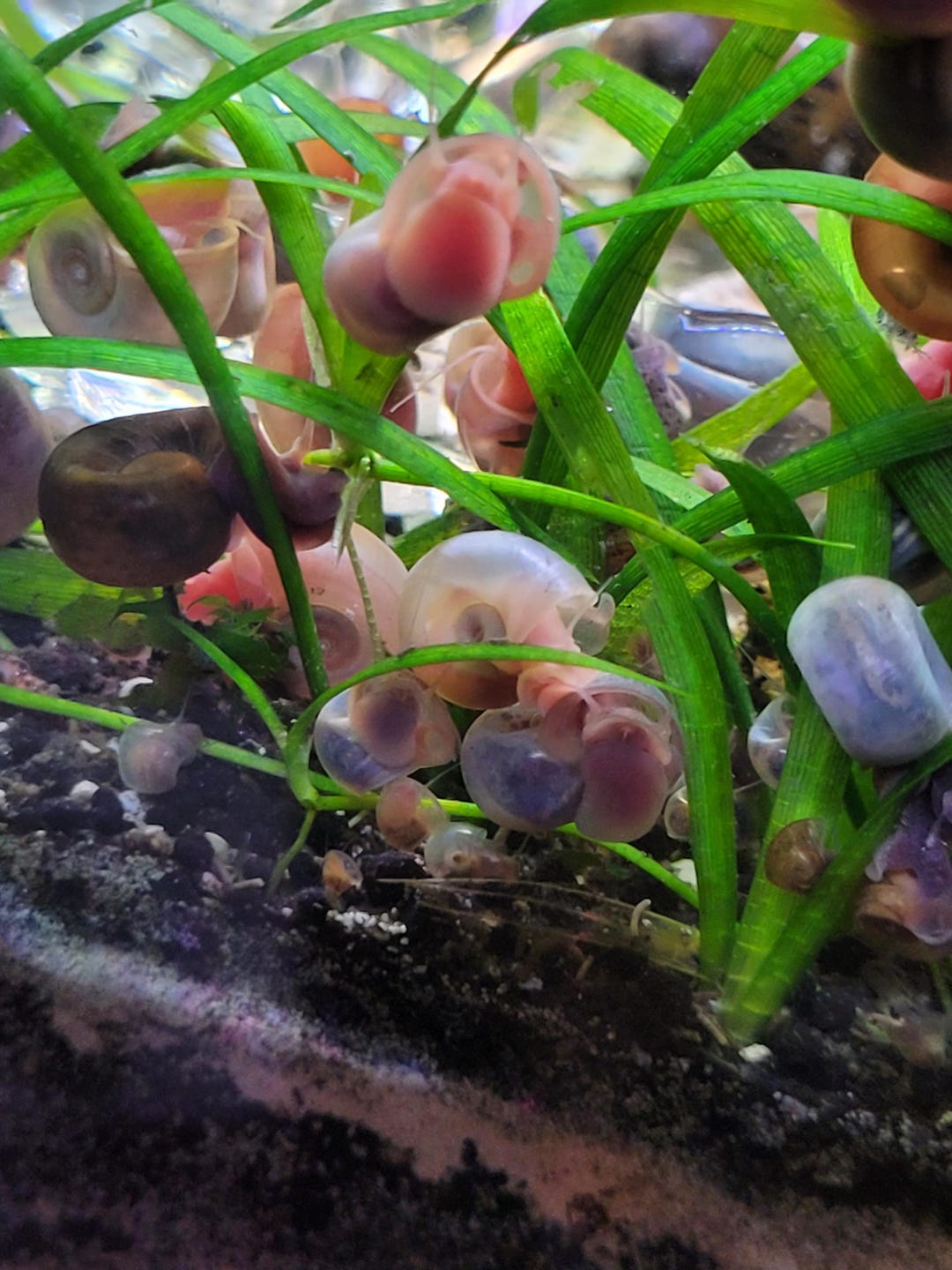 10+ Assorted Ramshorn Shells With Inhabitant : 8.95 and up *read Item ...