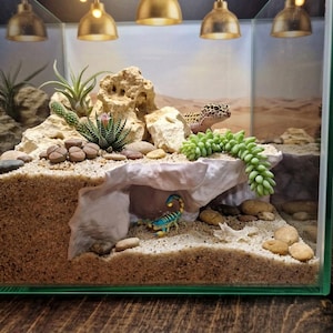May include: A glass terrarium enclosure featuring a desert landscape with beige sand, light-coloured rocks, and various succulents. A spotted leopard gecko rests on a rock ledge, while a small blue and yellow scorpion figurine sits in a cave below.