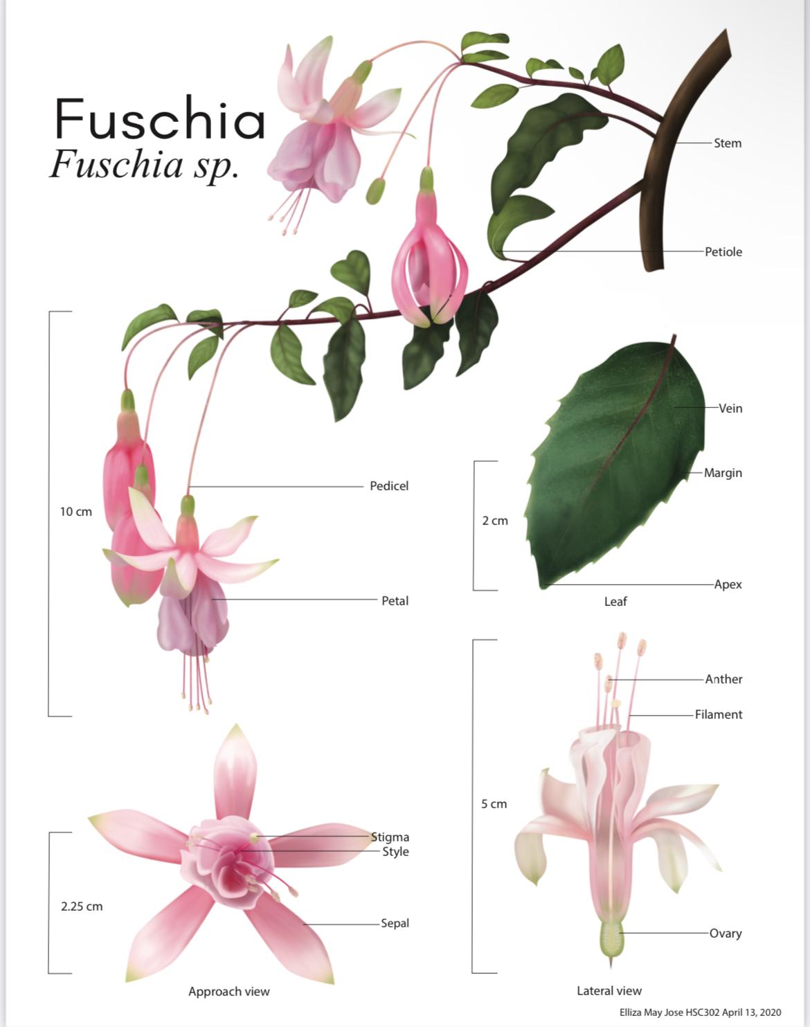 Pointy Cube in Fuschia