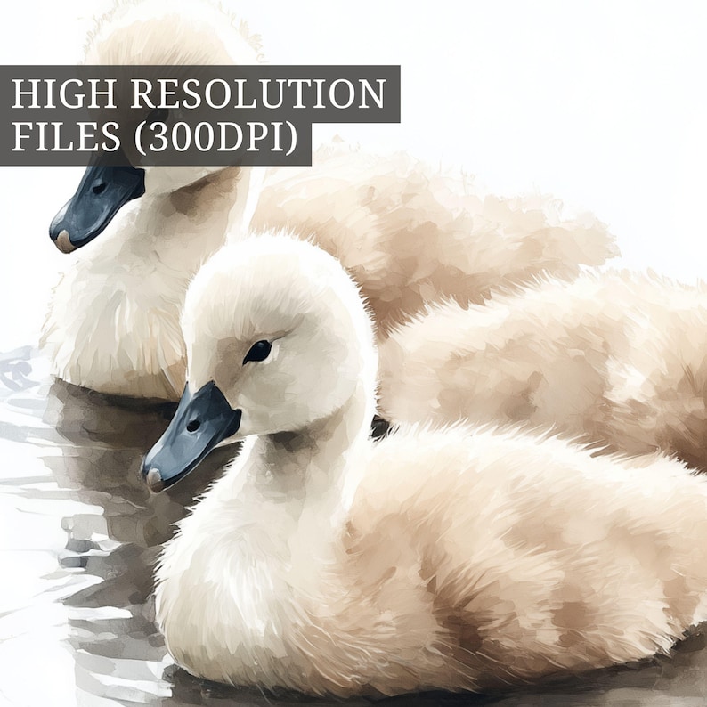 May include: Watercolor illustration of three fluffy, cream-colored swan cygnets with dark blue beaks, floating on water. The image has a soft, artistic style. Text at the top reads "HIGH RESOLUTION FILES (300DPI)".
