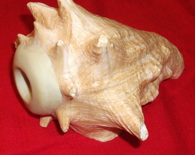 Queen Conch Shell Horn for Ritual Use Weddings LOUD Etsy