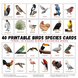Tarjetas imprimibles con imágenes reales de 40 especies de aves / Aves de jardín, animales voladores / Naturaleza / Tarjetas educativas Montessori para niños pequeños