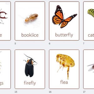 Insects Flashcards: Montessori Nature Study (printable) - Etsy