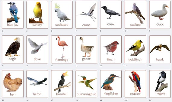 Bird Flashcards: 40 Species, Montessori Learning (digital Download