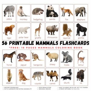 56 MAMMALS Flashcards w/ Real Pictures Warm-blooded Animals Vertebrates Jungle Land Animals Preschool Montessori Cards Classroom Homeschool