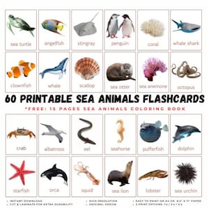 60 schede stampabili con immagini reali di ANIMALI DELL'OCEANO / Mammiferi marini, uccelli marini, creature marine / Scuola materna Montessori per l'istruzione parentale