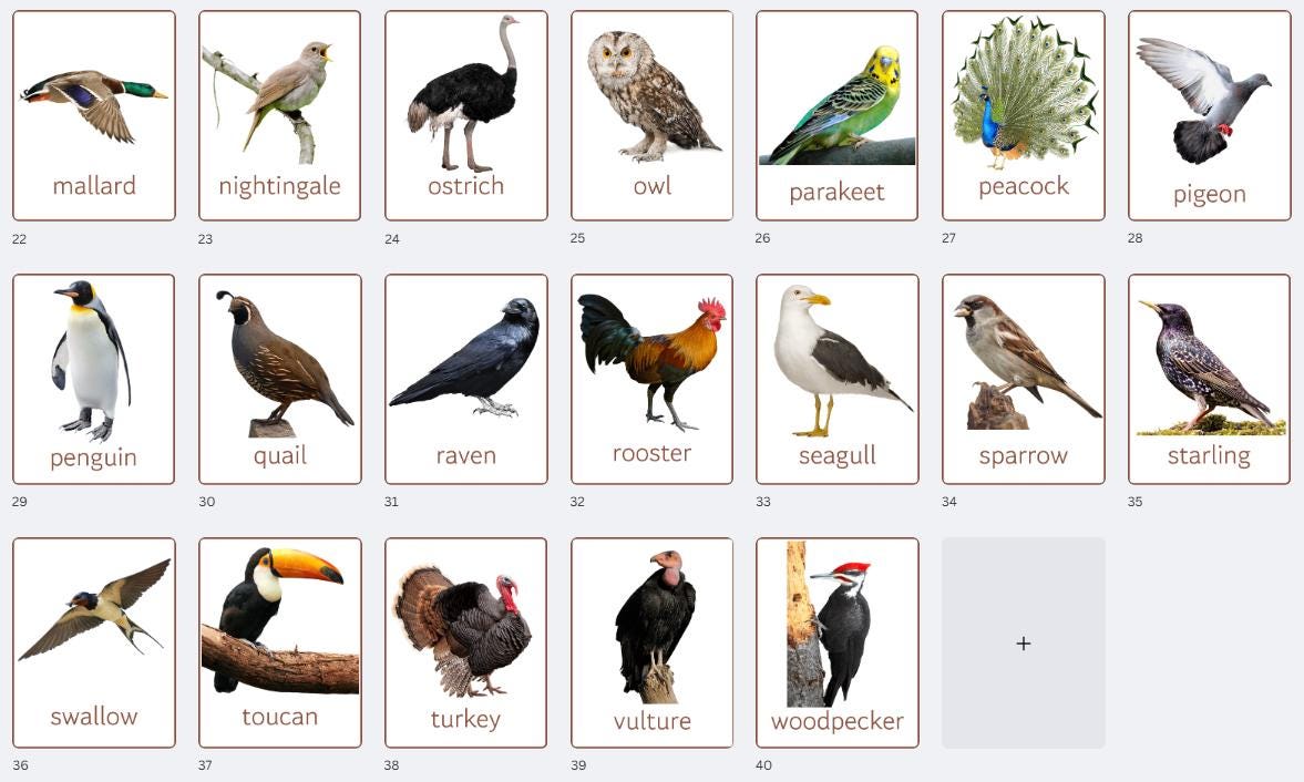 Bird Flashcards: 40 Species, Montessori Learning (digital Download