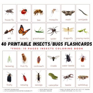 40 cartes-éclair imprimables INSECTES avec de vraies images | Insectes de la nature | Règne animal | Activité préscolaire de vocabulaire pour la maternelle Montessori