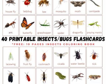 Insects Flashcards: Montessori Nature Study (Printable)