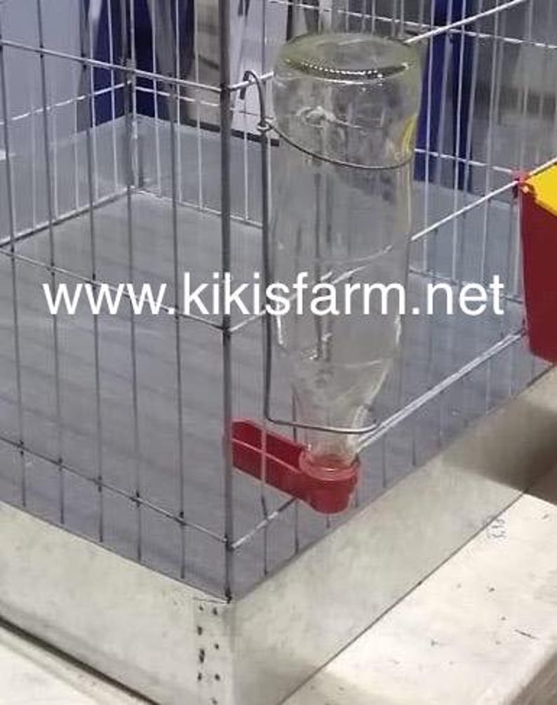 Może przedstawiać: Przezroczysta szklana butelka na wodę z czerwonym plastikowym wylewem jest przymocowana do drucianej klatki. Butelka jest zawieszona wewnątrz klatki, przeznaczona dla małych zwierząt. Adres strony internetowej www.kikisfarm.net jest wydrukowany na klatce.