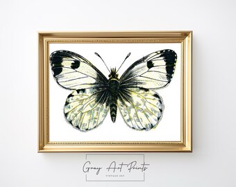 May include: A vintage illustration of a white butterfly with black markings and yellow accents. The butterfly is framed in a gold frame.