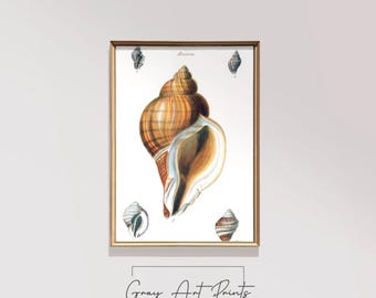 Puede incluir: Una ilustración vintage de una concha con un patrón de rayas marrones y blancas. La ilustración está rodeada de cuatro conchas más pequeñas, dos de las cuales son grises y dos de las cuales son marrones. El texto "Murex" está impreso sobre la concha grande.