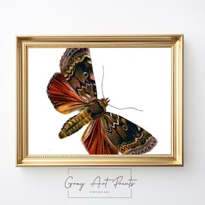 Rustic Moth Illustration Print - Vintage Butterfly Wall Art, Entomology Decor, Natural History Digital Download, Cottagecore Art 187