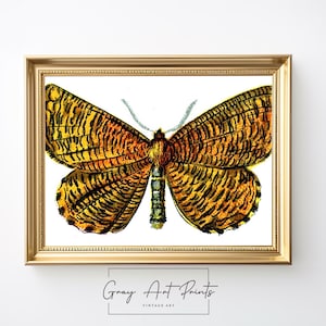 Golden Moth Vintage Illustration - Botanical Butterfly Wall Art, Natural Science Decor, Printable Entomology Art 188