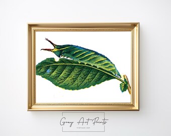 Botanical Caterpillar Print - Vintage Nature Illustration (Digital Download)