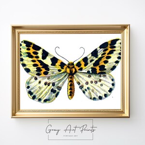 Vintage Moth Butterfly Print - Botanical Insect Wall Art, Natural History Illustration, Entomology Decor, Digital Download 186