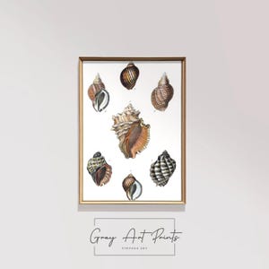 May include: A vintage illustration of eight different seashells. The shells are drawn in detail and are arranged in a circular pattern. The background is white. The image is framed in a gold frame.