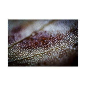 May include: Detailed image of a leaf covered in water droplets. The leaf displays a gradient of brown and tan hues, with the droplets appearing clear and reflective. The texture of the leaf is visible, with the droplets evenly spread.