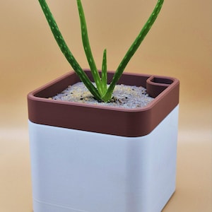 Può includere: Un vaso quadrato bianco e marrone con una piccola pianta che cresce all'interno. La pianta ha foglie verdi con macchie bianche.