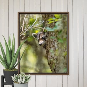 Adorable Raccoon Hugging a Tree – Framed Canvas Wall Art | St. Marks Lighthouse Wildlife Photography| Nature Home Decor
