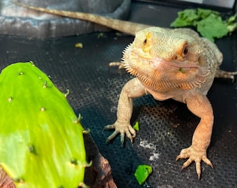 Bulk Spineless Cactus Edible Prickly Pear Fresh Pads Opuntia Thornless Hydrating Reptile Food for Tortoises, Bearded Dragons, Iguana Lizards