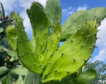 rose cactus Echonopsis rose quartz/peanut cactus – AceMegaSucculents main image 0