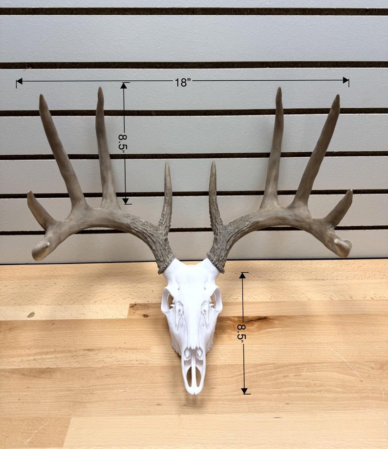 Faux Taxidermy European Deer Mount - Etsy