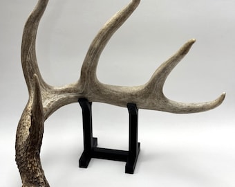 May include: A set of white deer antlers on a black stand. The antlers are curved and have a rough texture.