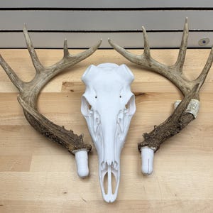 May include: A white deer skull with attached antlers. The antlers are brown and beige, and the skull is centered between them. The skull has a detailed design, and the antlers are large and curved. The background is a light wood surface.